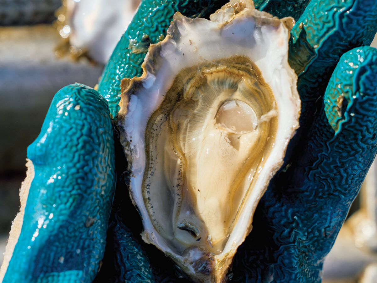 Shucked Oyster in Hand