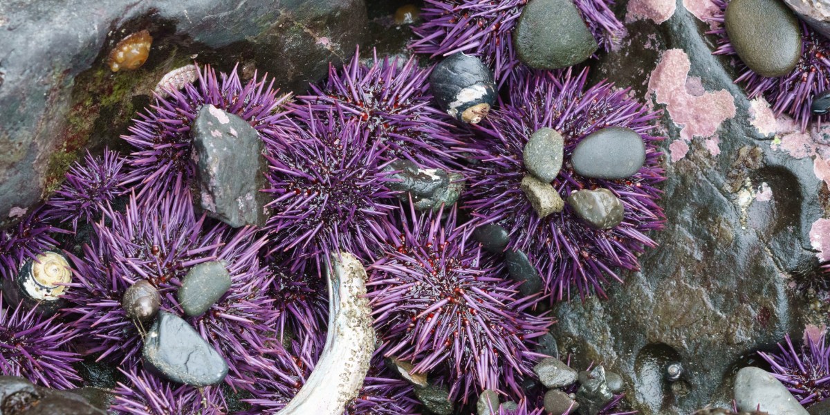 This Outrageously Pretty Purple Tile Is Actually Made out of Sea Urchins