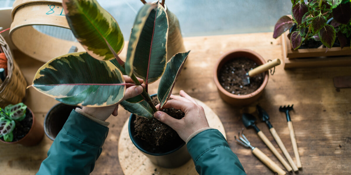 Houseplant Care Rubber Plant