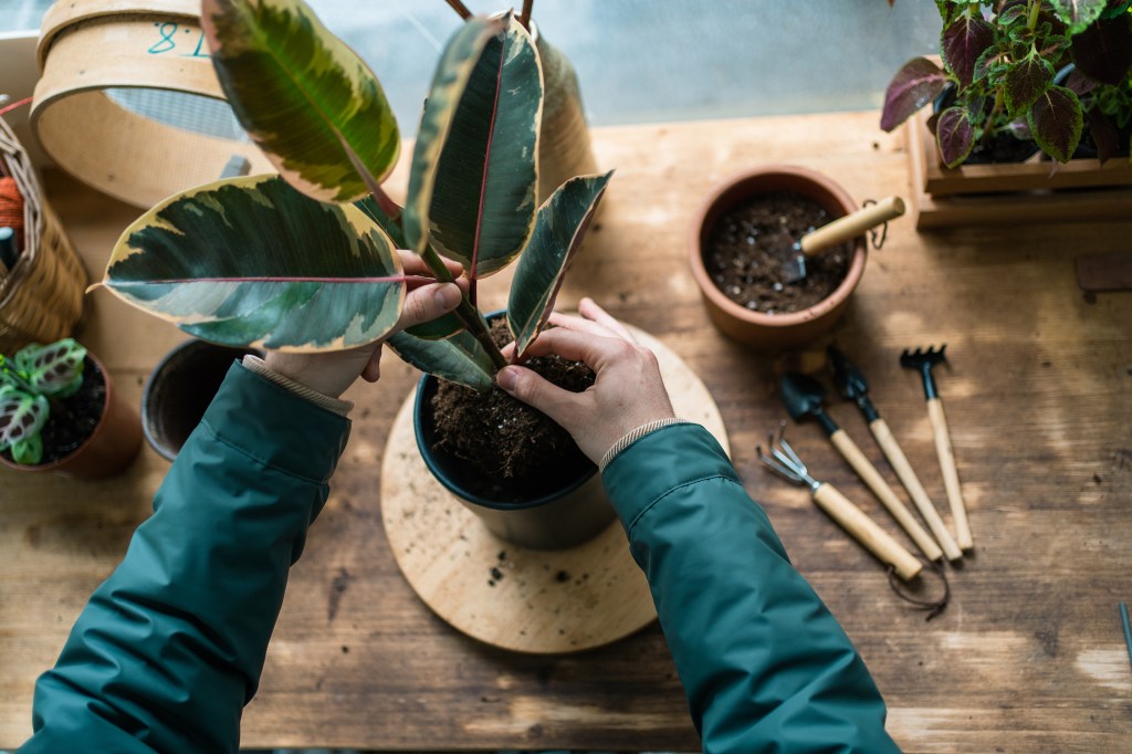 Everyone Needs a Houseplant Emergency Kit. Here's How to Build One.
