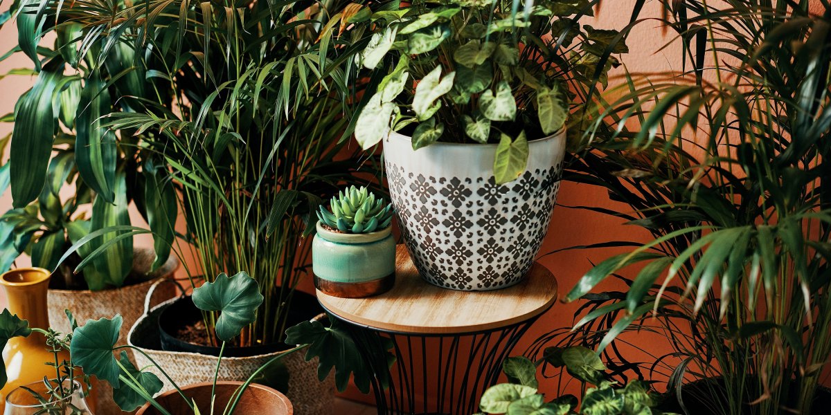 Houseplants Greenery