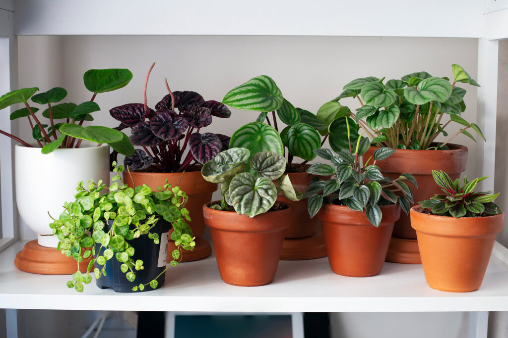 Houseplants on Shelf