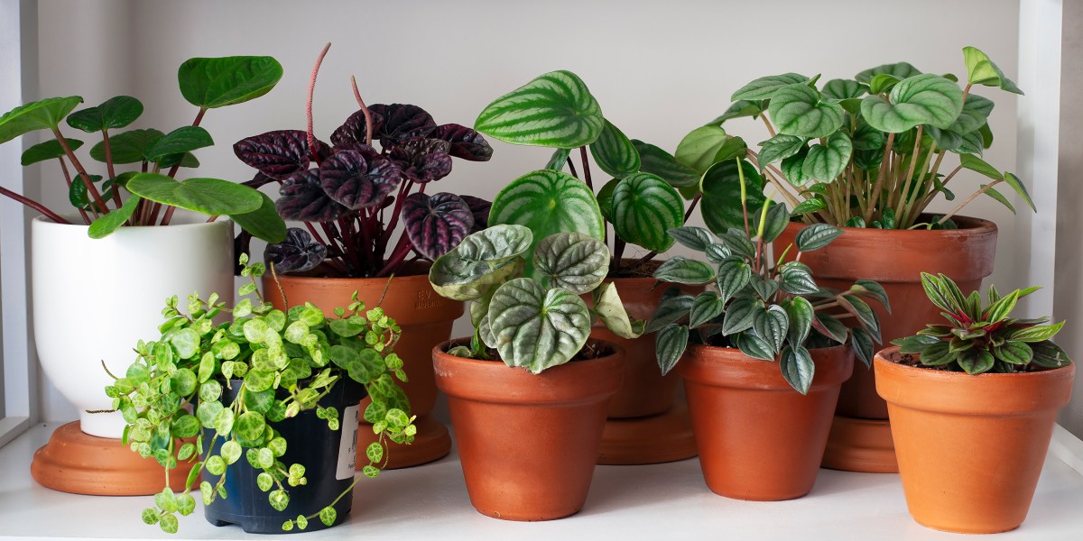 Houseplants on Shelf