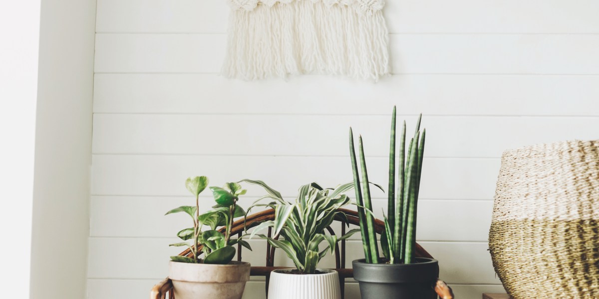 Stylish Green Plants