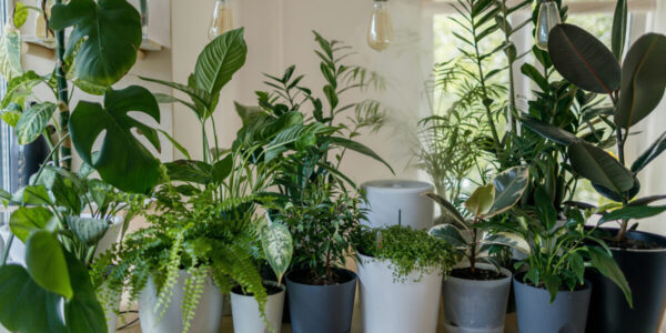 This Visual Design Trick Is the Coolest Way to Style Your Houseplants