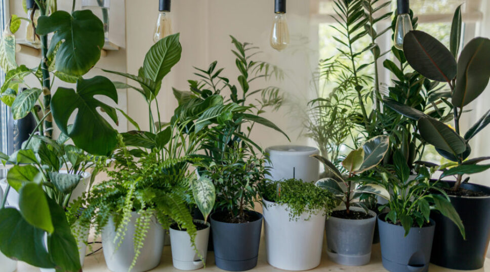 This Visual Design Trick Is the Coolest Way to Style Your Houseplants