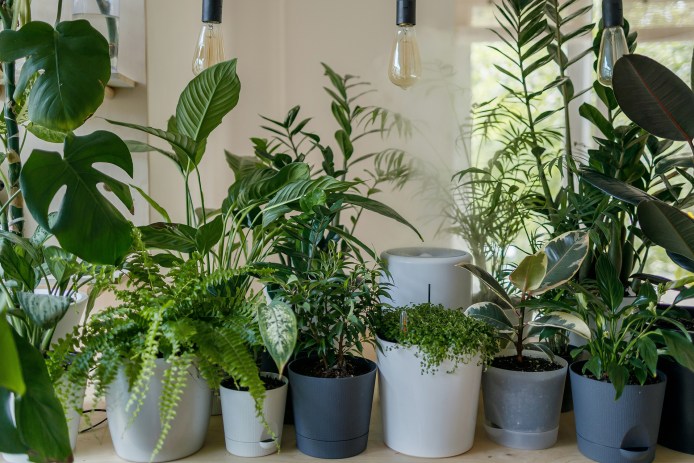 Houseplants