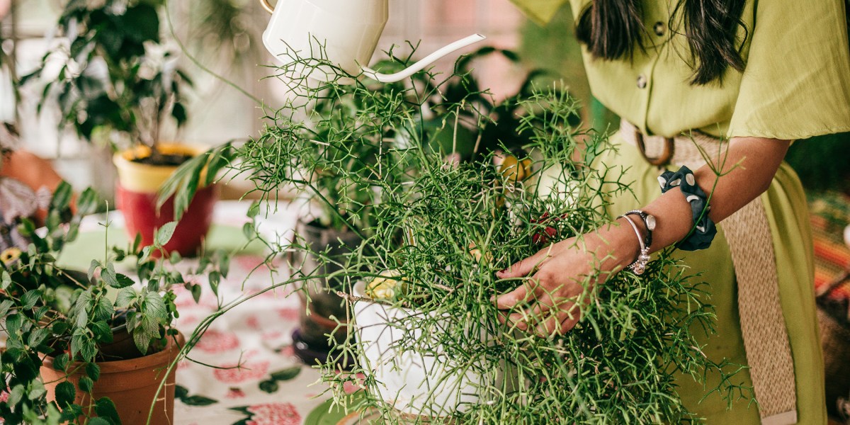 Watering Houseplants
