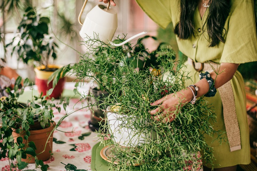 How to Shop for Plants at Costco, According to a Plant Expert  Sunset  Magazine