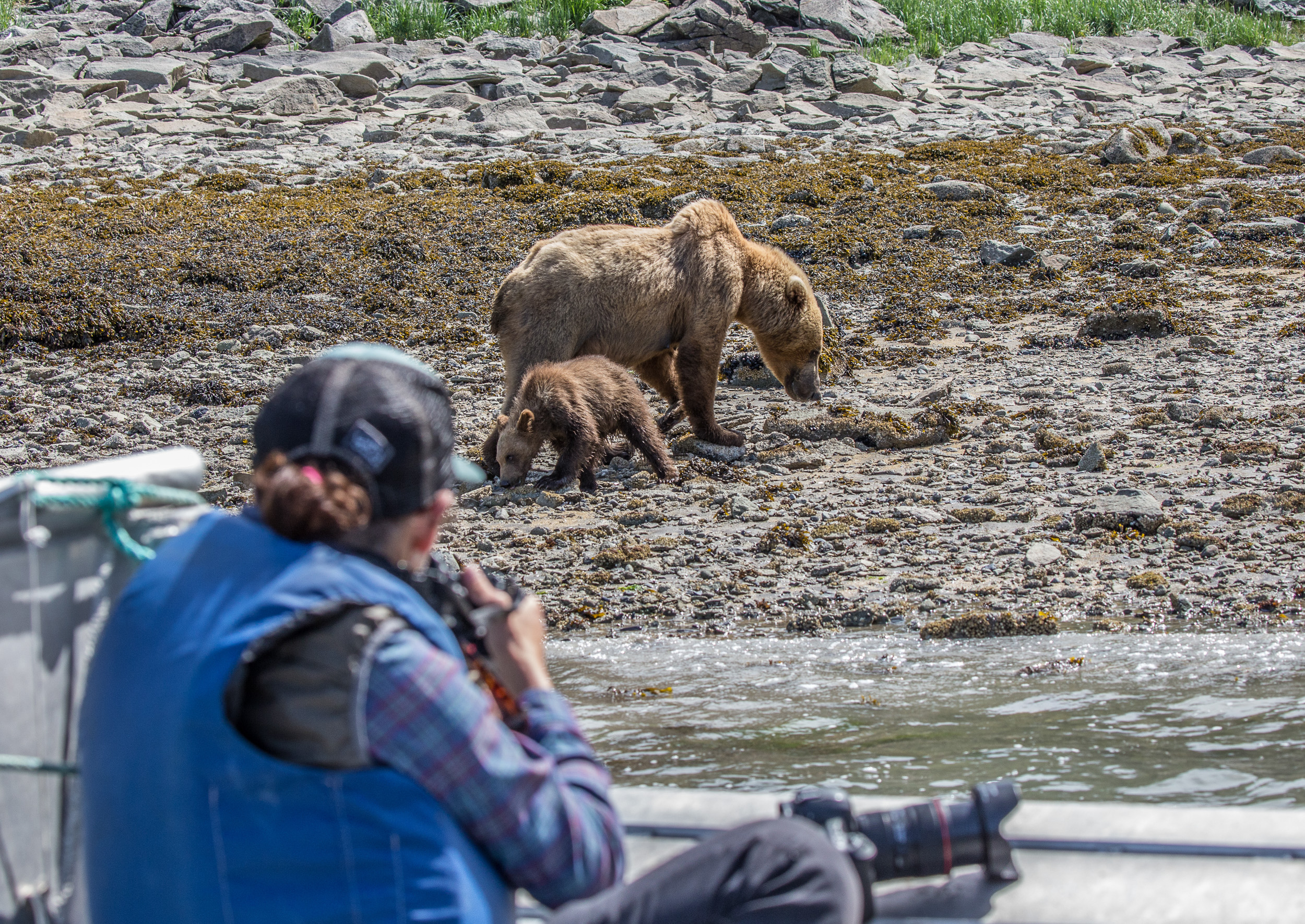 explore-shallow-shores-by-skiff-to-safely-witness-bears-in-their-natural-habitat