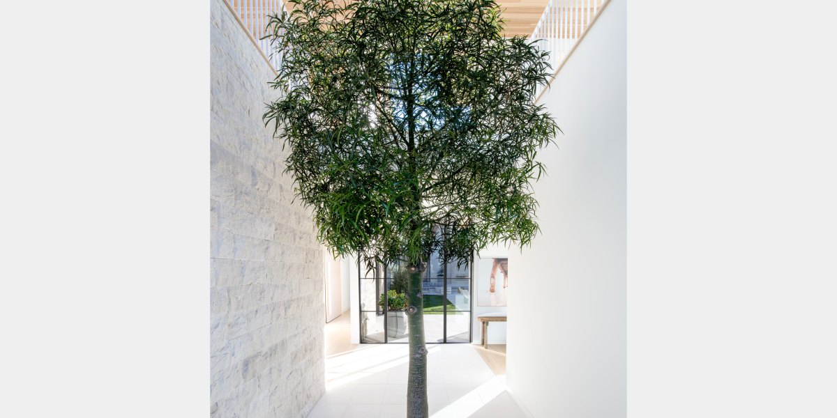 Laney LA Indoor Tree