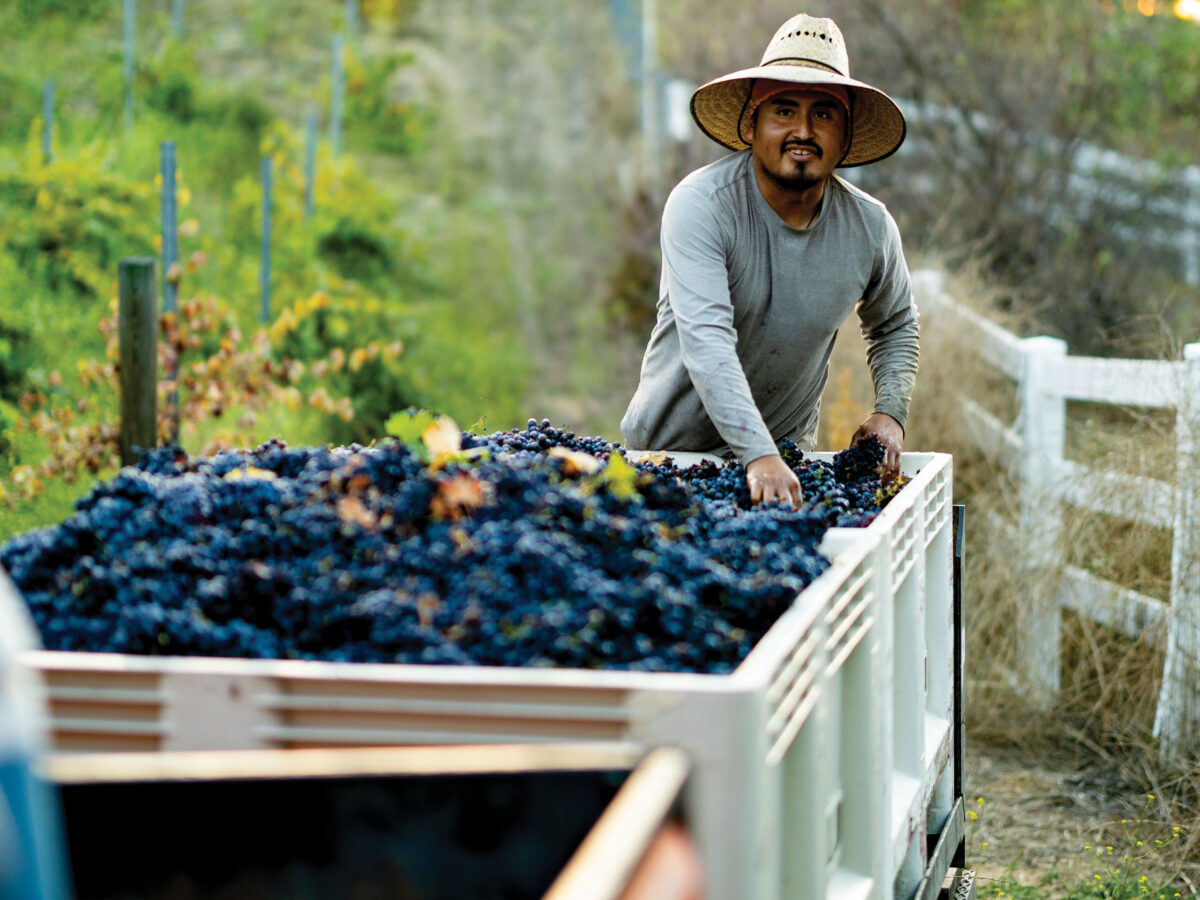 Harvest Time at Akash Winery