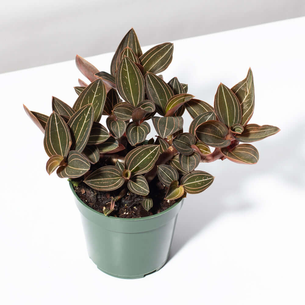 Verdant Lyfe Jewel Orchid