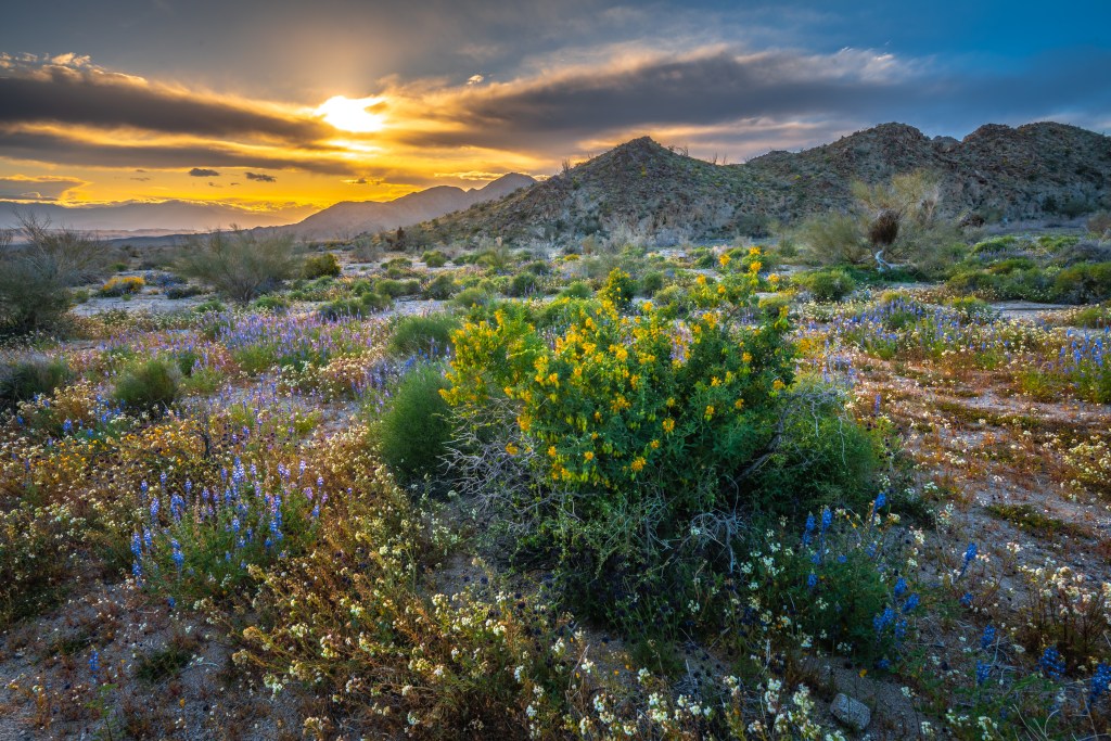 Waterfalls, Wildflowers, and Waves of Sand: 10 National Parks That Shine in Spring