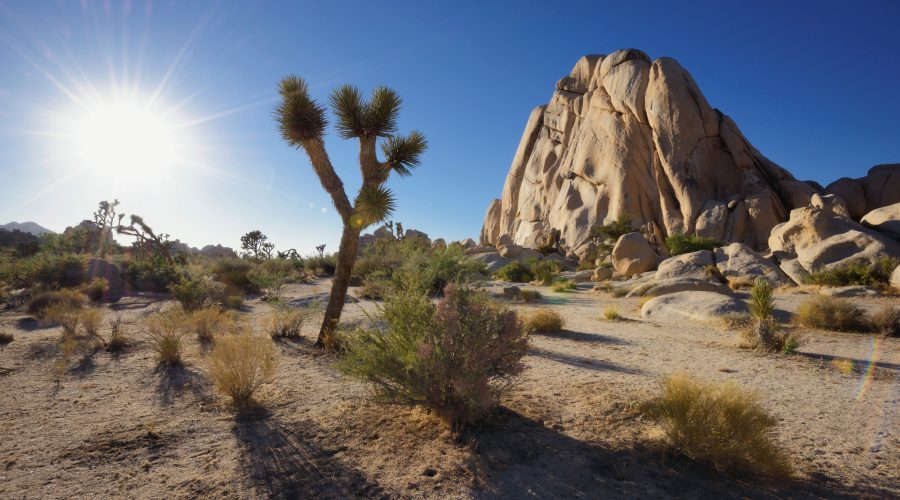 socal-desert-stunners-at-joshua-tree-national-park-ca