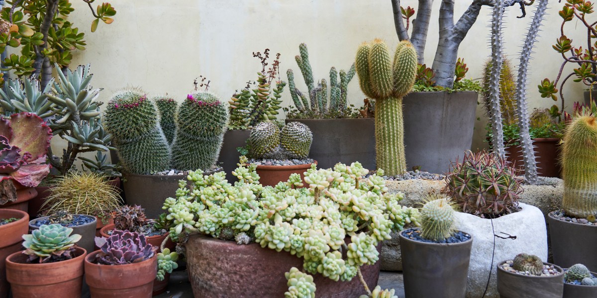 Kai Loebach Container Garden