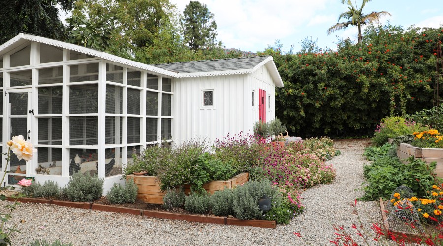 This Is What You Should Do in Your Garden If You Have Chickens
