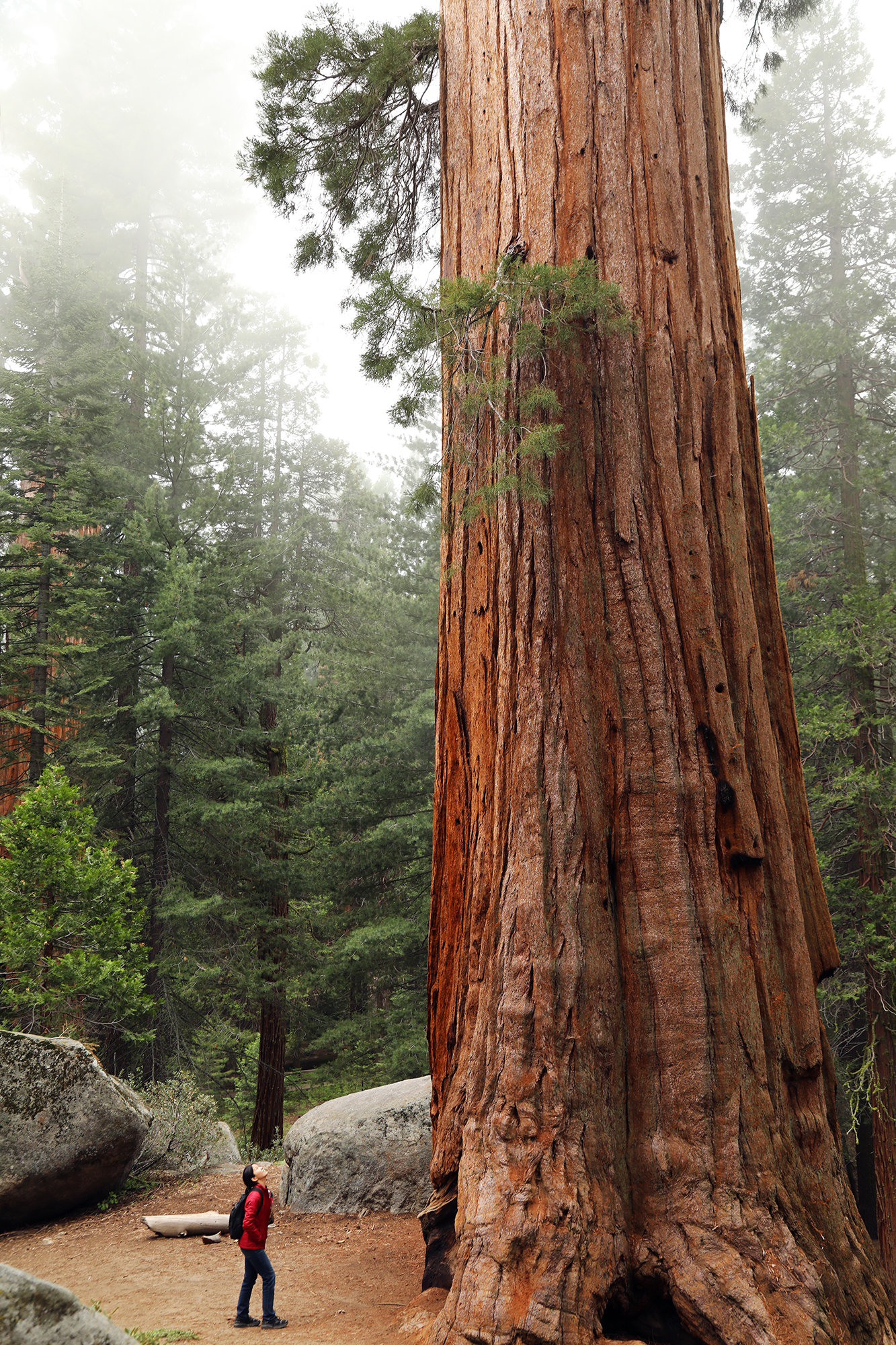 A Hiker Look up at a Giant Sequoia Tree