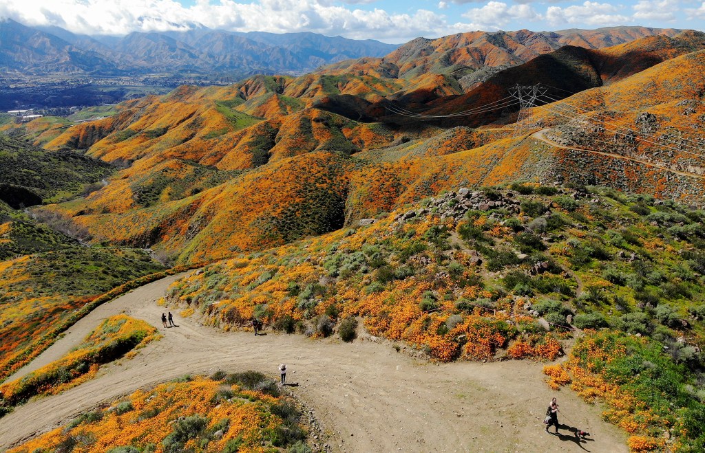 This Super Bloom Hotline Will Give You the 411 on This Year's Wildflowers