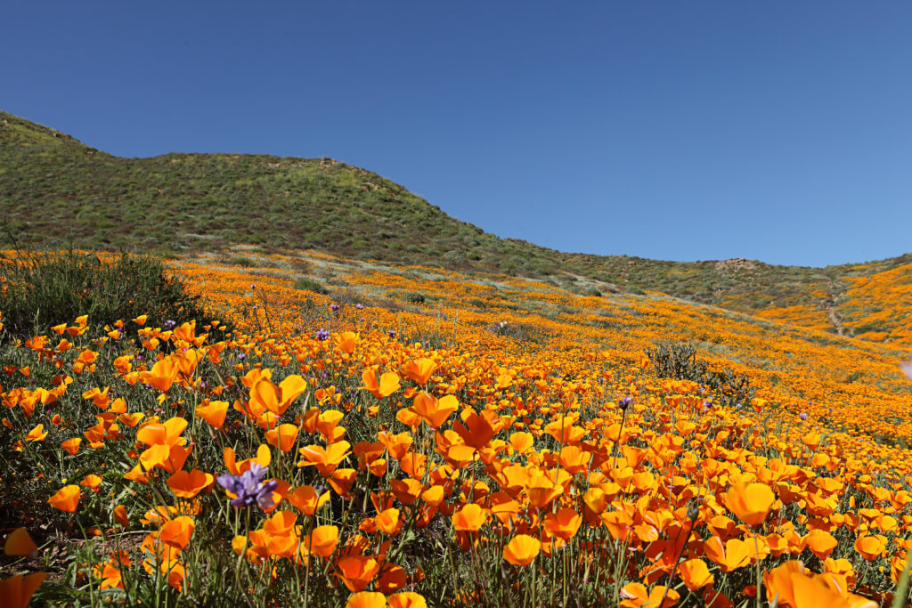 'Unbearable' California Town Closes Access to Super Bloom Due to