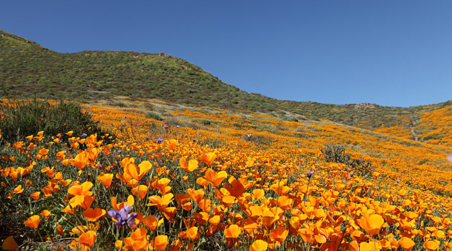 'Unbearable': California Town Closes Access to Super Bloom Due to ...