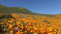 Lake Ensinore, CA Poppy Super Bloom