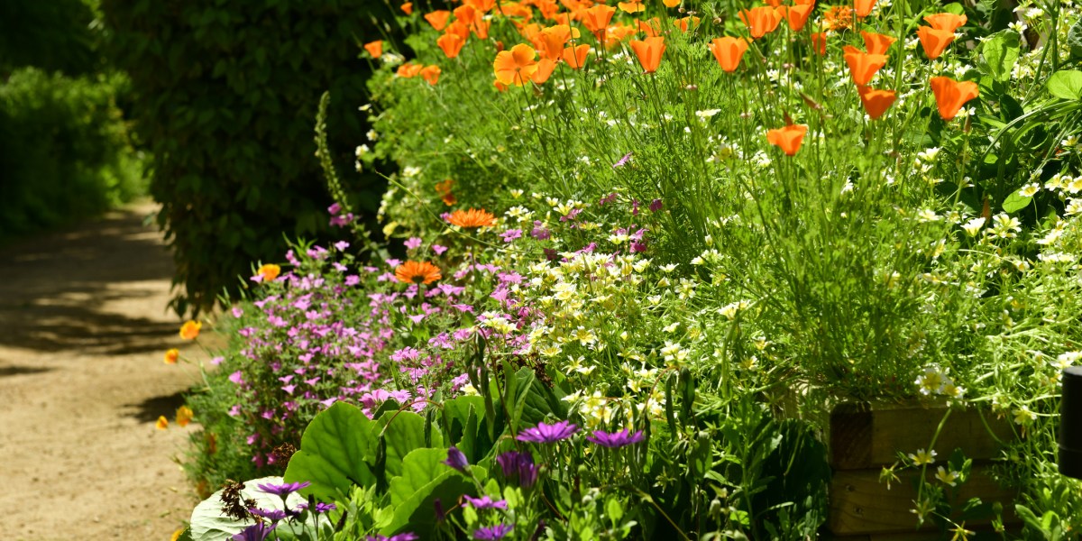 Jersey U.K. flower bed with California poppies