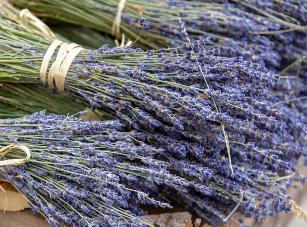 Lavender Bunches