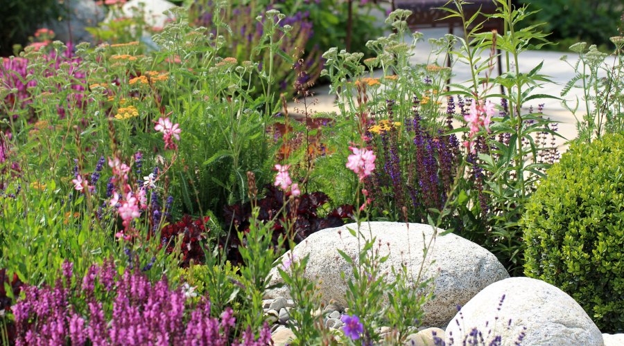 This Is What I Wish I'd Known Before Tearing out My Lawn 