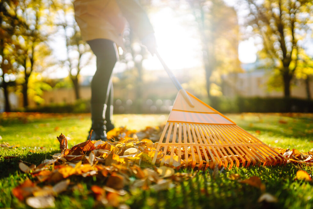Raking Fall Leaves