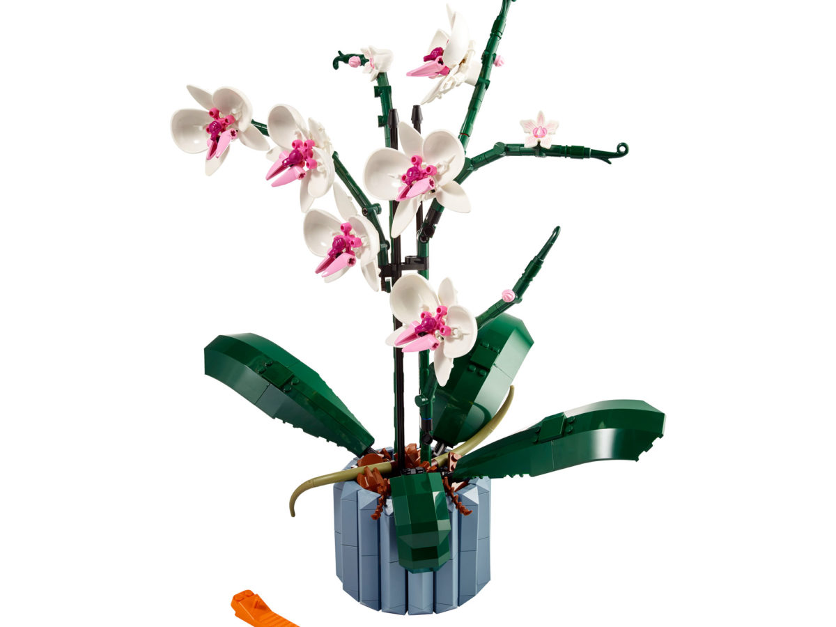 How to Get Your Orchid Plant to Bloom Again—Care Tips to Try