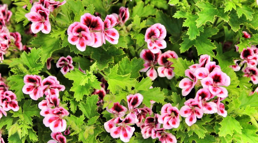 lemon-scented-geraniums