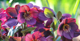 Lenten Roses Hellebores