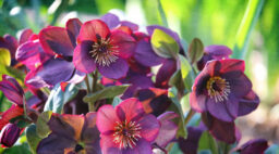 Lenten Roses Hellebores