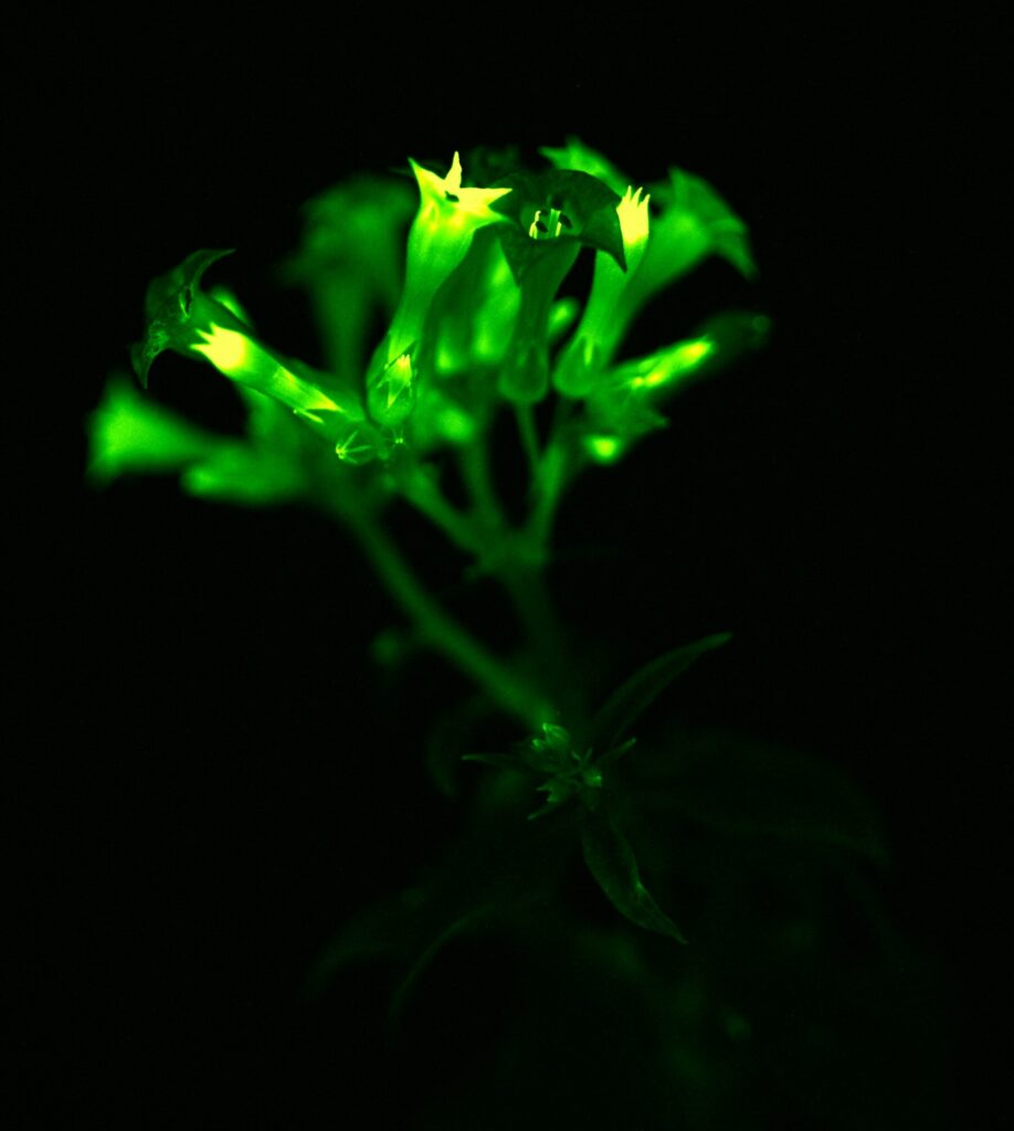 Light Bio Firefly Petunia Glow in the Dark Plant Close Up