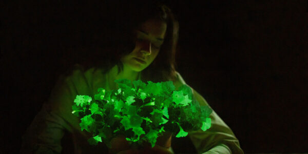 These Plants Literally Glow in the Dark—Just Add Water