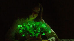 Light Bio Firefly Petunia Glow in the Dark Plant