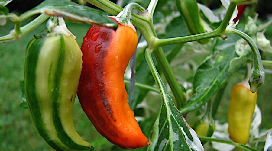 5 Vegetables Every Gardener Should Plant Right Now