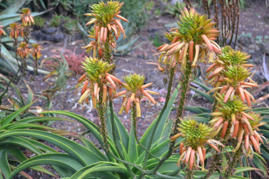 Aloe Lukeana