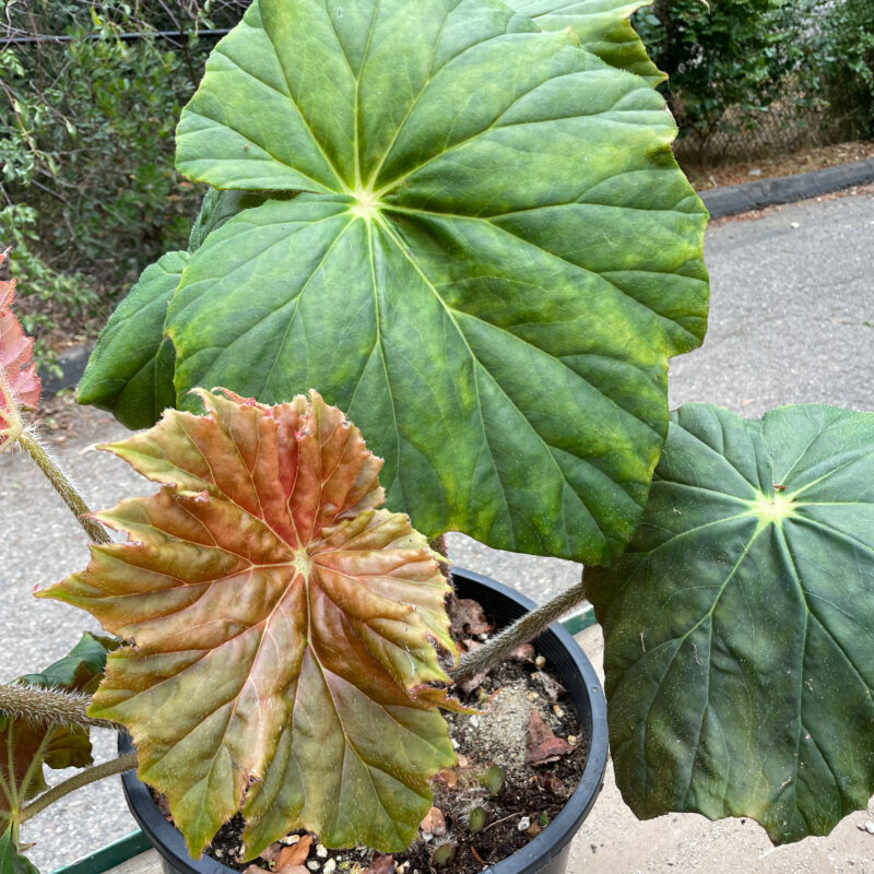 Lotusland Begonia