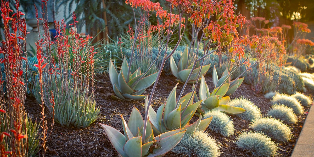 Red Flowers in Landscaping