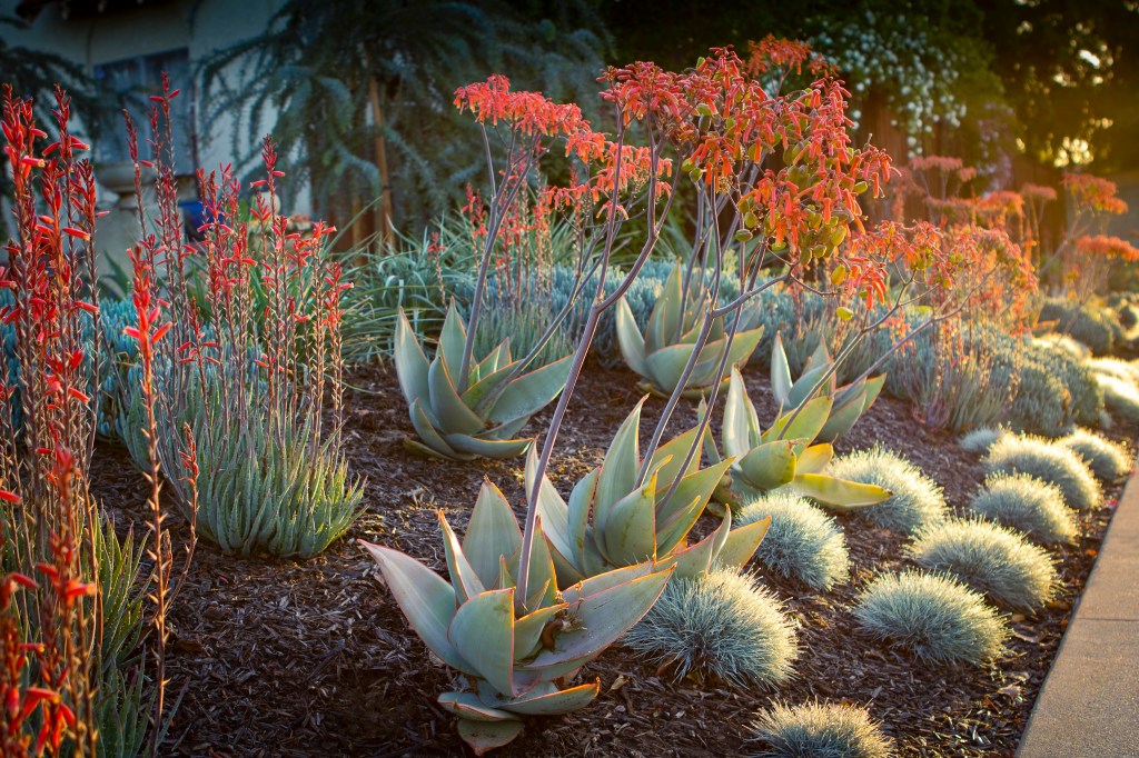 Have a Low-Water Garden? Here’s a Year-Round Checklist to Care for It