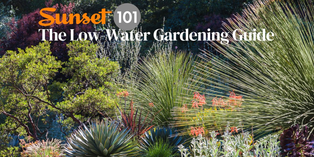Want a Garden That Saves Water? This Newsletter Will Help