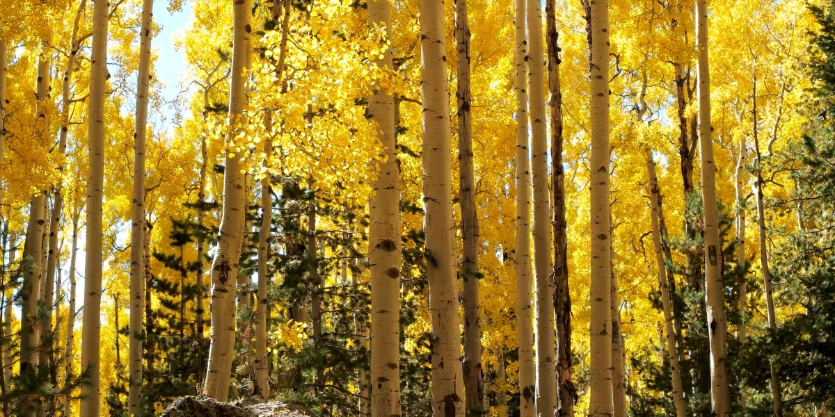 Fall Aspen Loop Trail