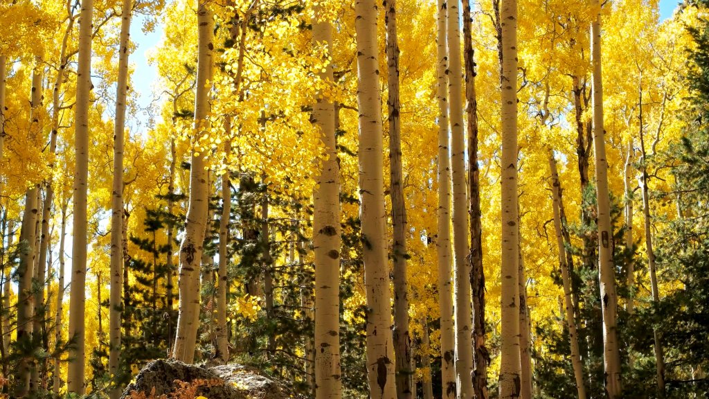 Celebrate National Arbor Day by Admiring These Absolutely Iconic Trees of the West