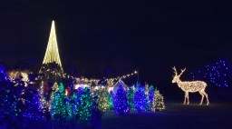 lit trees and deer at luminaria