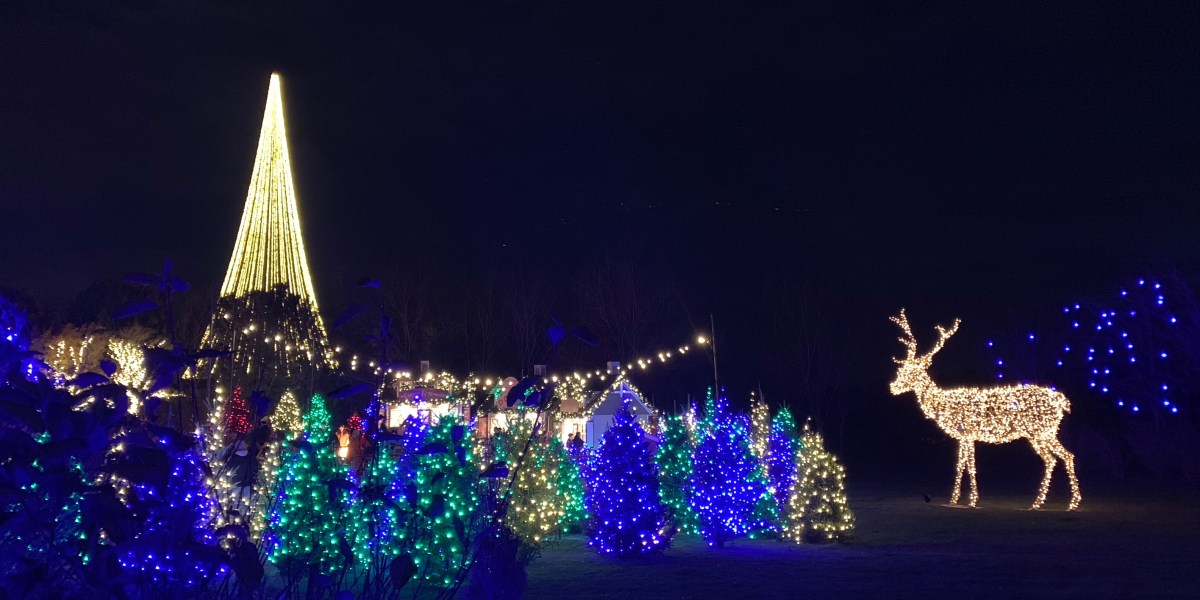 lit trees and deer at luminaria