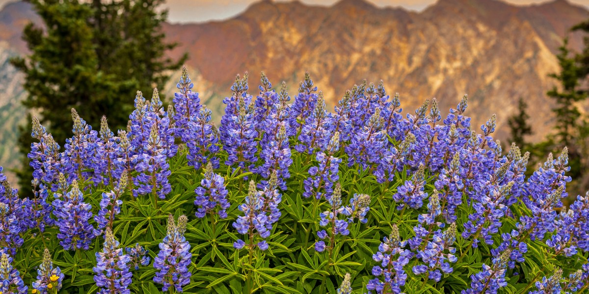 Lupine Wildflowers in Utah