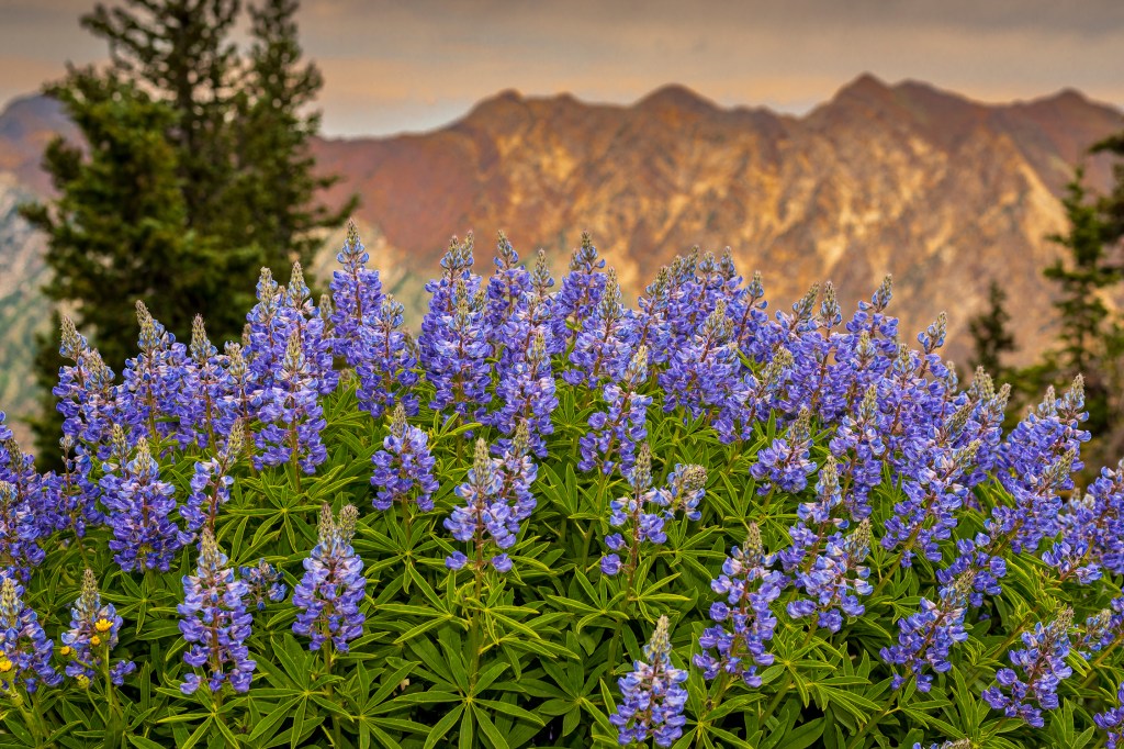 Where to See the Most Spectacular Wildflowers Across the West