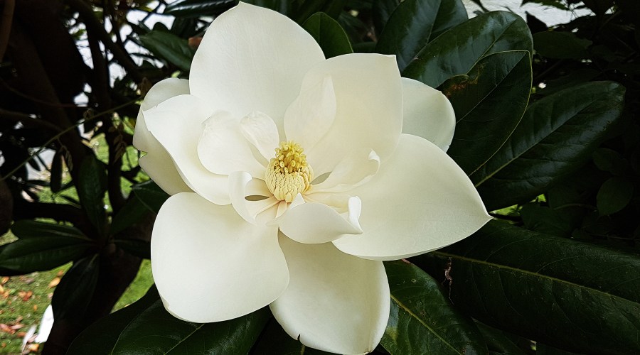 Magnolia